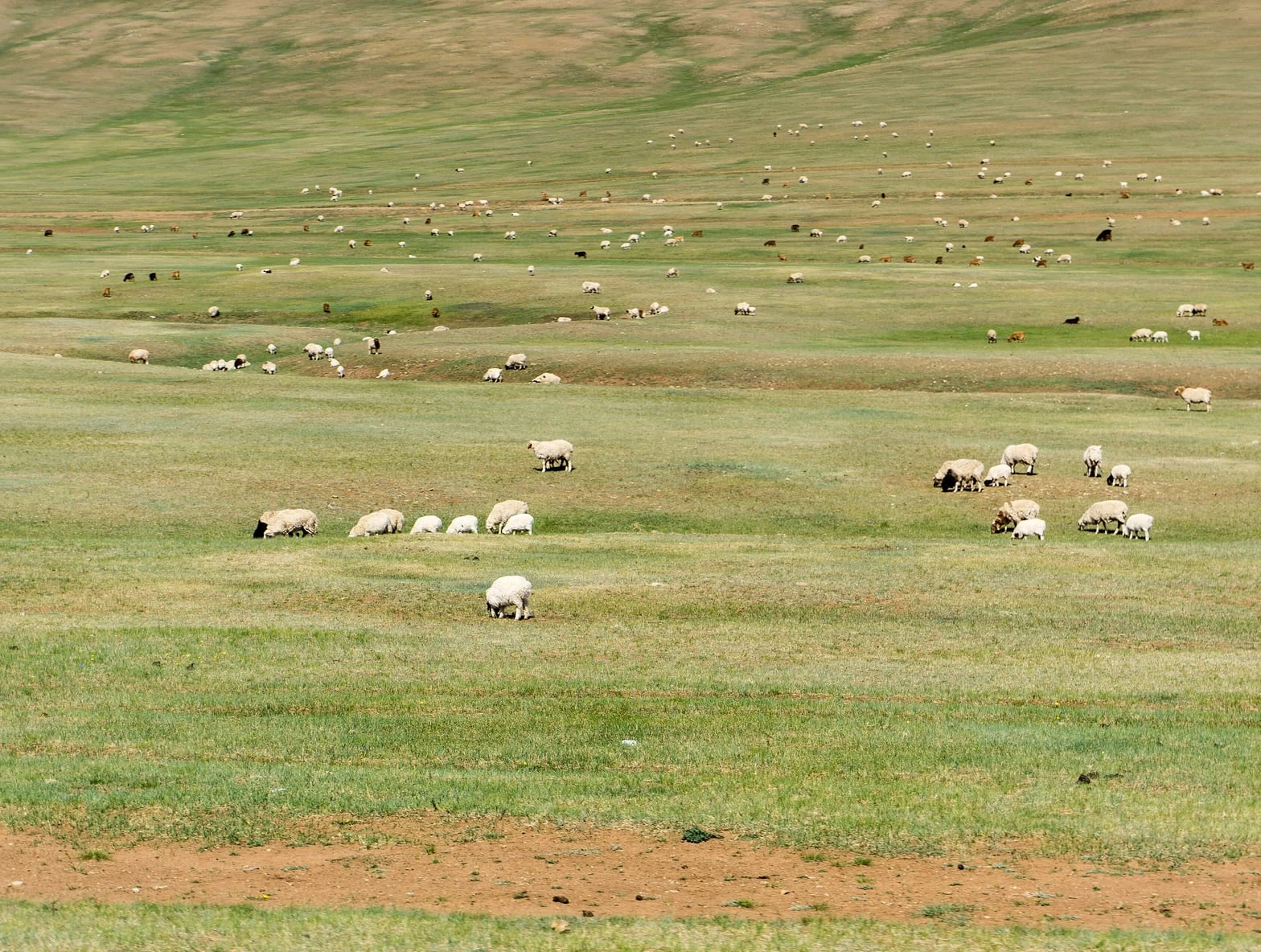 몽골 초원에서 풀을 뜯는 가축 떼