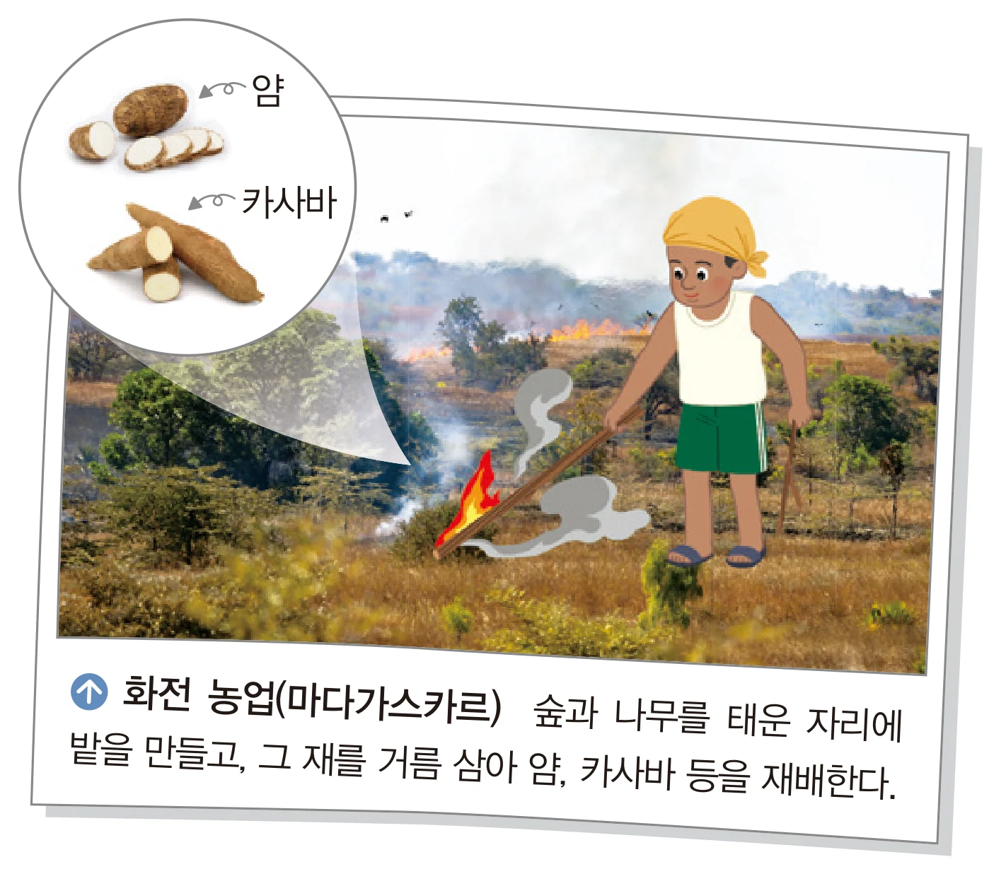 교과서 37쪽 — 숲을 태운 자리에 밭을 만드는 장면