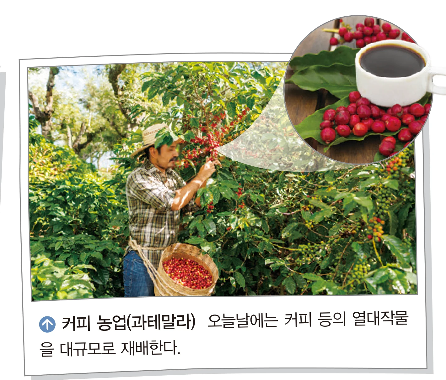 교과서 37쪽 — 커피 열매를 따는 장면