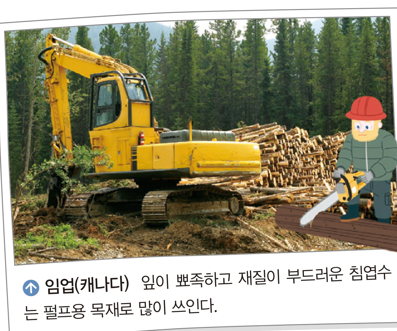 교과서 42쪽 베어 낸 통나무를 쌓아 둔 숲