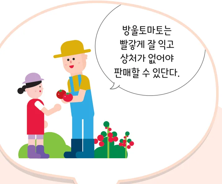 교과서 72쪽 — 아버지가 아이에게 방울토마토 고르는 법을 말하는 그림